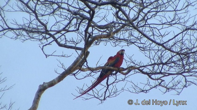 Scarlet Macaw - ML201321401