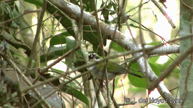 Pectoral Sparrow (Pectoral) - ML201321411