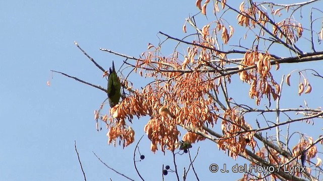 Golden-winged Parakeet - ML201321461