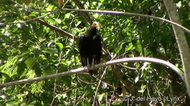 Greater Yellow-headed Vulture - ML201321501