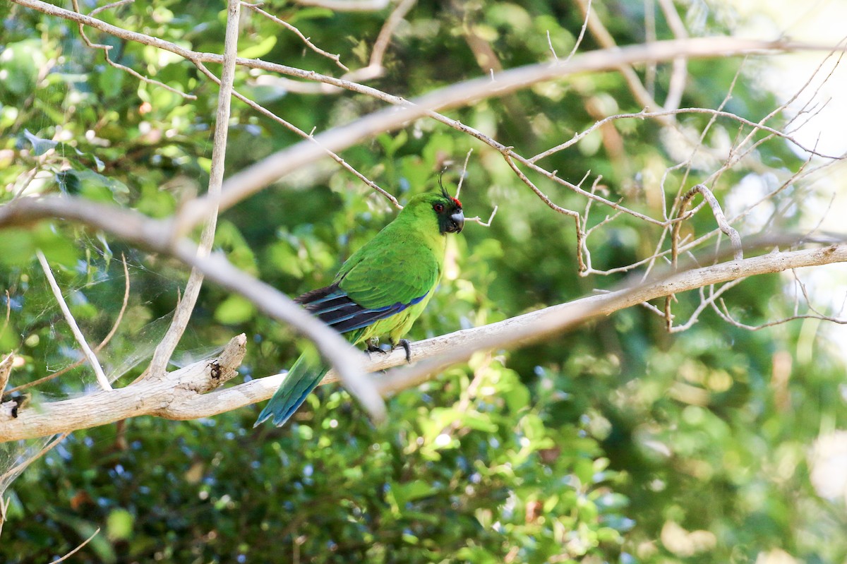 Yeşil Başlı Sorguçlu Papağan - ML20132151