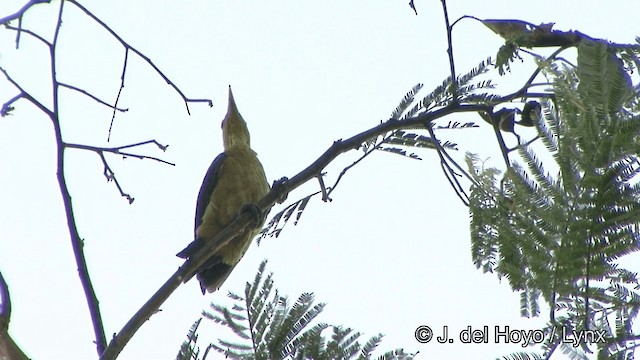 Cream-colored Woodpecker - ML201321521