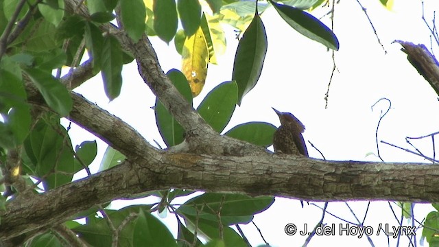 Waved Woodpecker (Waved) - ML201321571