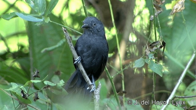 Blackish Antbird - ML201321581