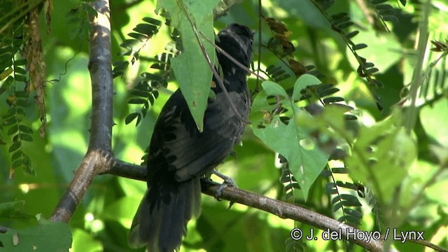 Blackish Antbird - ML201321591