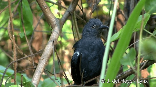 Blackish Antbird - ML201321601