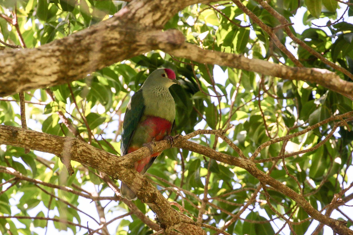 Red-bellied Fruit-Dove - ML20132161
