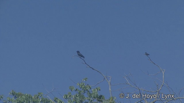 Swallow-winged Puffbird - ML201321631
