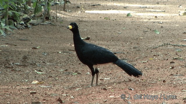 Bare-faced Curassow (Bare-faced) - ML201321681