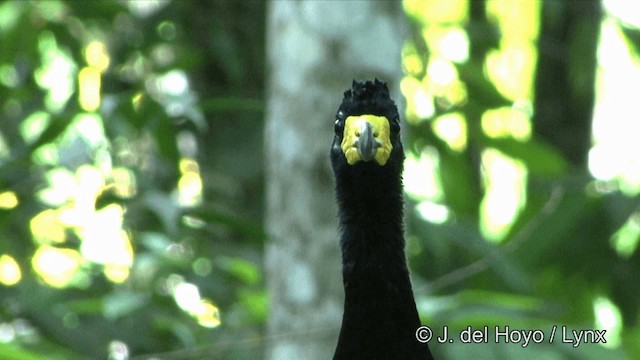 Bare-faced Curassow (Bare-faced) - ML201321691