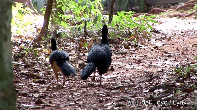 Bare-faced Curassow (Bare-faced) - ML201321701