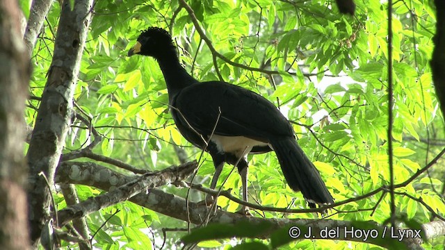 Bare-faced Curassow (Bare-faced) - ML201321711