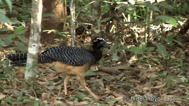 Bare-faced Curassow (Bare-faced) - ML201321721