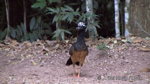 Bare-faced Curassow (Bare-faced) - ML201321731
