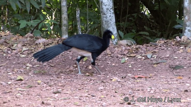Bare-faced Curassow (Bare-faced) - ML201321741