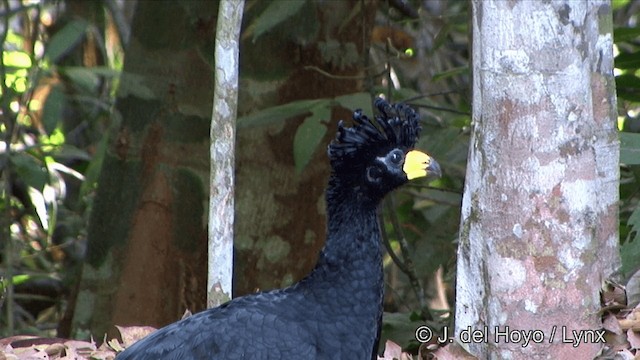 Bare-faced Curassow (Bare-faced) - ML201321751