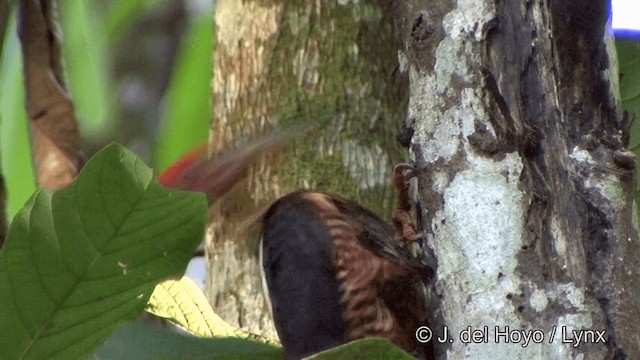 Lineated Woodpecker (Lineated) - ML201321771