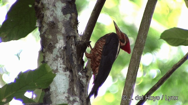 Lineated Woodpecker (Lineated) - ML201321781