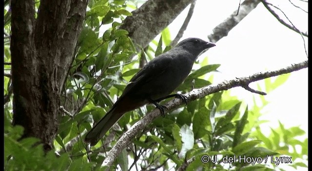 New Caledonian Cuckooshrike - ML201321811