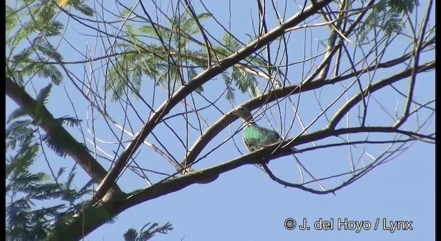 Red-knobbed Imperial-Pigeon (Gray-necked) - ML201322081