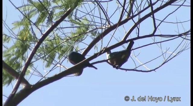 Red-knobbed Imperial-Pigeon (Gray-necked) - ML201322091
