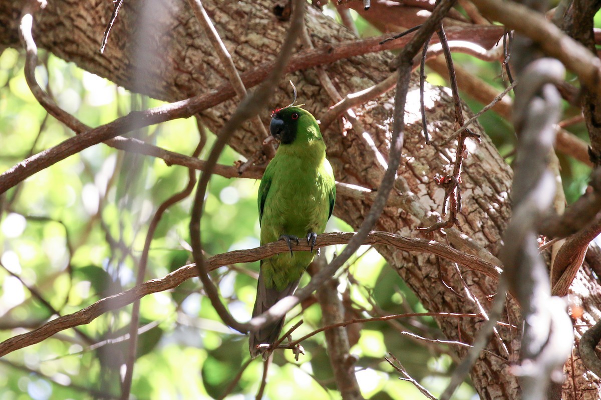 Yeşil Başlı Sorguçlu Papağan - ML20132211