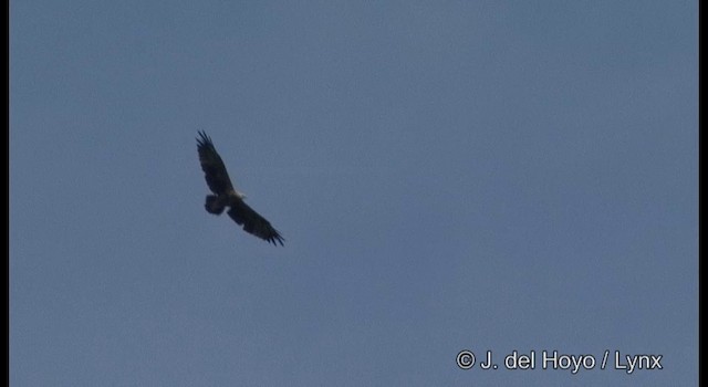 Соломонский орлан - ML201322121