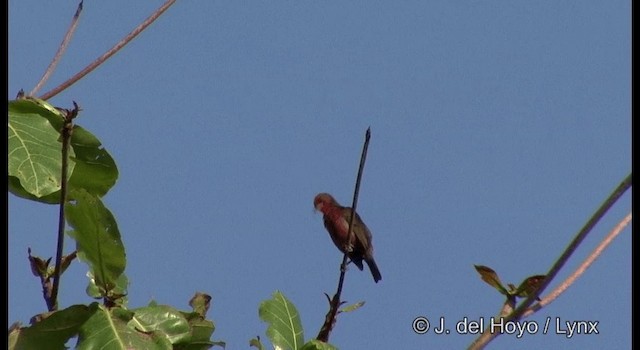 Myzomèle cardinal (groupe cardinalis) - ML201322141
