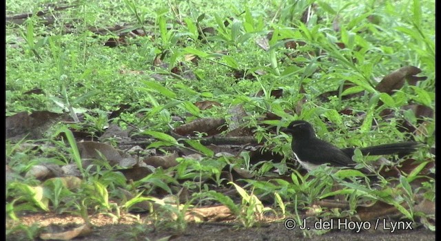 Willie-wagtail - ML201322151