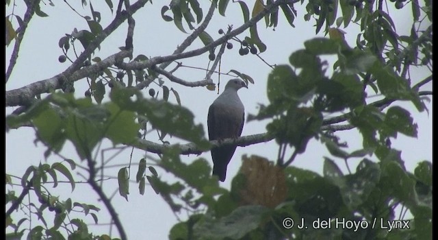 Red-knobbed Imperial-Pigeon (Gray-necked) - ML201322211