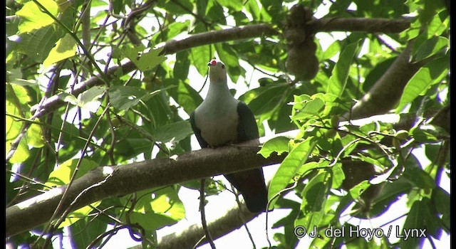 Red-knobbed Imperial-Pigeon (Gray-necked) - ML201322221