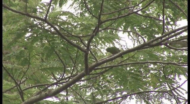Соломонский карликовый попугайчик - ML201322281