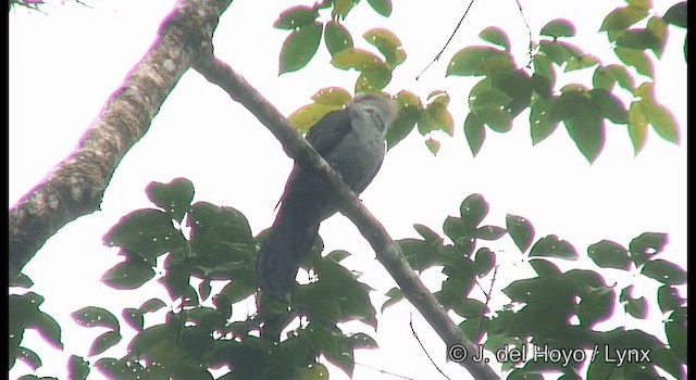 Crested Cuckoo-Dove - ML201322331
