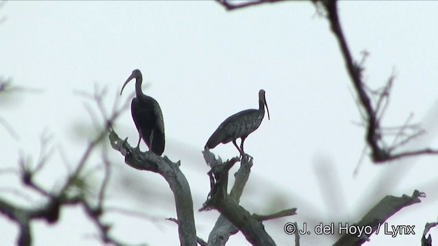 ibis obrovský - ML201322511