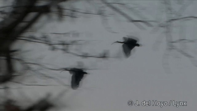 ibis obrovský - ML201322521