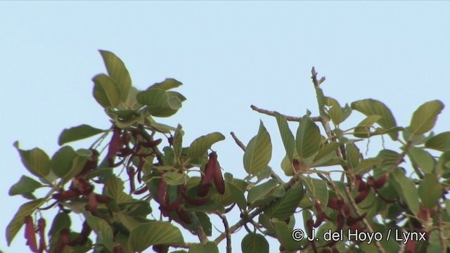 Папужець рожевоволий - ML201322531