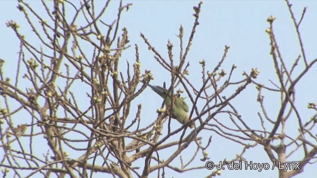 Blossom-headed Parakeet - ML201322551