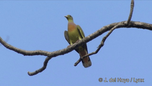 橙胸綠鳩 - ML201322671