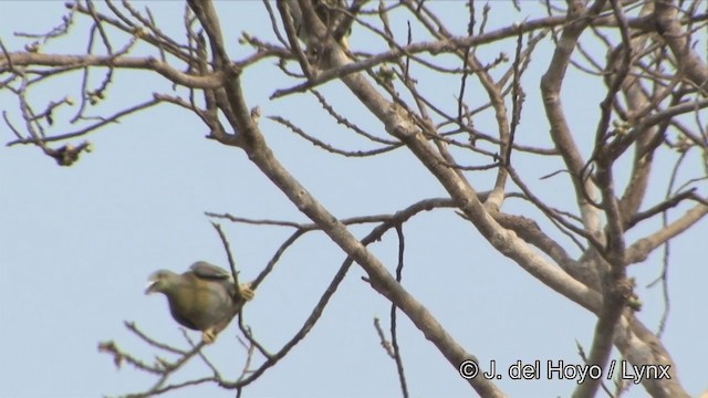 Yellow-footed Green-Pigeon - ML201322701