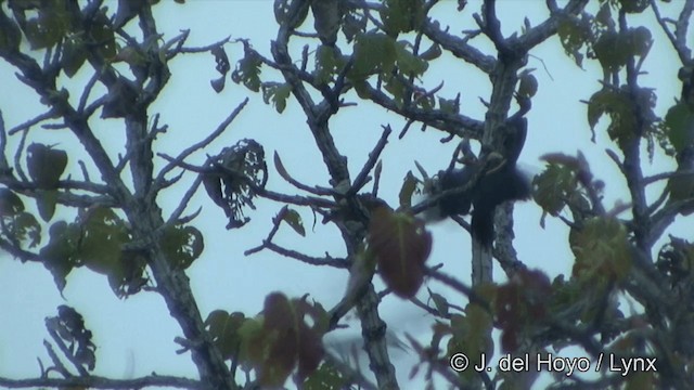 Great Slaty Woodpecker - ML201322761