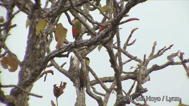 Black-headed Woodpecker - ML201322781