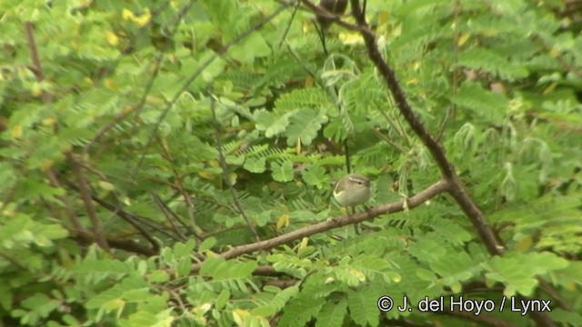 Hume's Warbler - ML201322931