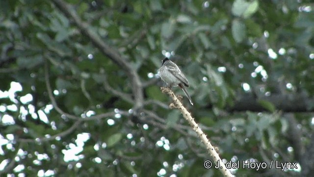 Red-vented Bulbul - ML201322981