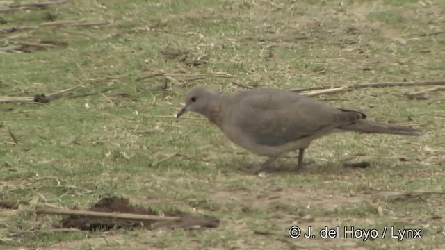 Laughing Dove - ML201323041