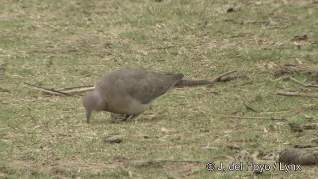 Laughing Dove - ML201323051