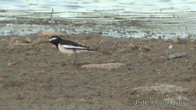 White-browed Wagtail - ML201323251