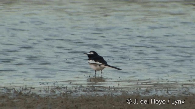 White-browed Wagtail - ML201323261