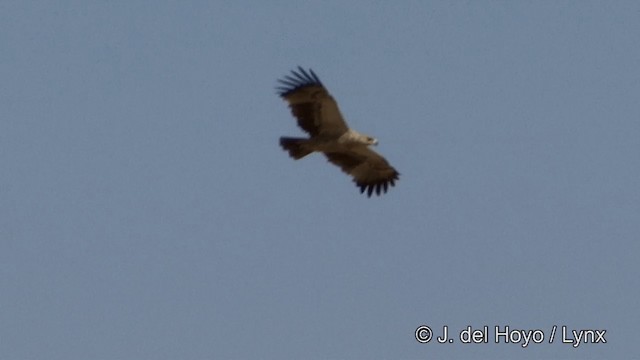 Tawny Eagle - ML201323321