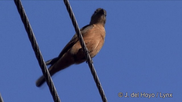 Cliff Flycatcher (Swallow) - ML201323461