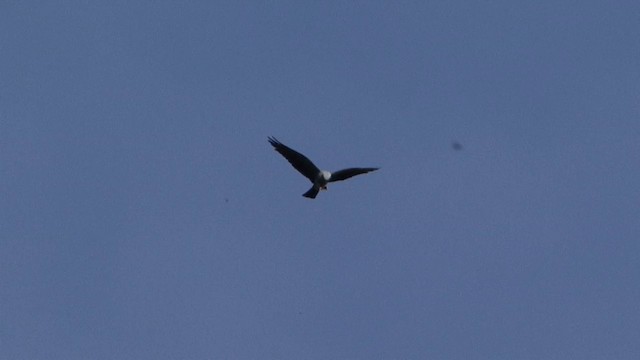 Plumbeous Kite - ML201323591